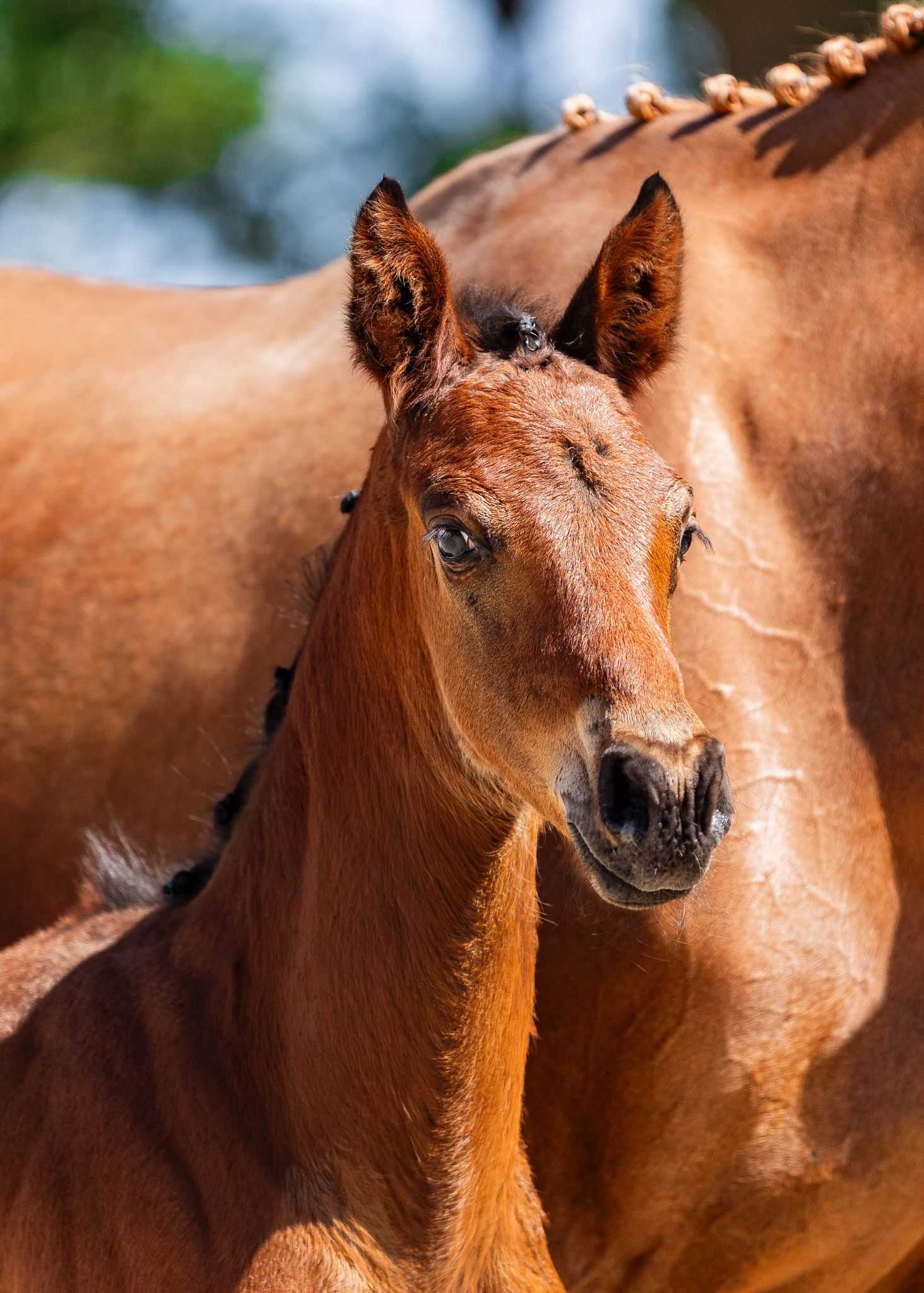 Catching Freedom 78 Z (Cornet Obolensky x Nabab de Reve) — Zangersheide · Stallion · 0y